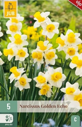 Narcissus Golden Echo