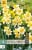 Narcissus Golden Echo