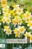 Narcissus Golden Echo kaufen