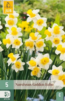 Narcissus Golden Echo kaufen, clicken für mehr Details Narcissus Golden Echo