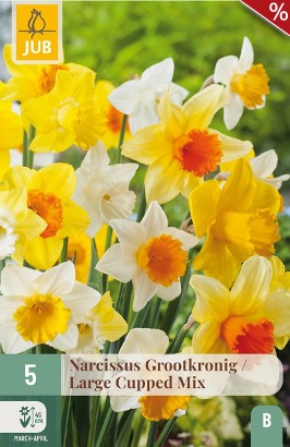 Narcissus Großblühtig Mix