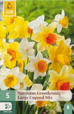 Narcissus Großblühtig Mix