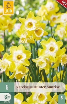 Narcissus Hunter Sunrise