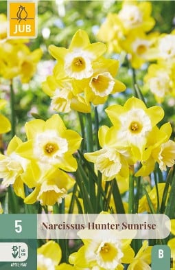 Narcissus Hunter Sunrise kaufen, click for more details Narcissus Hunter Sunrise