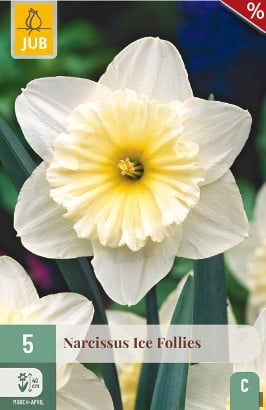 Narcissus Ice Follies