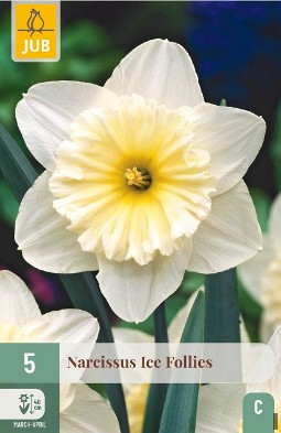 Narcissus Ice Follies