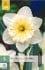 Narcissus Ice Follies kaufen