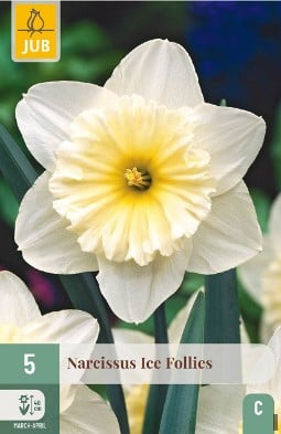 Narcissus Ice Follies kaufen, clicken für mehr Details Narcissus Ice Follies