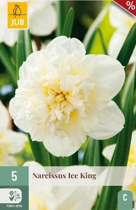 Narcissus Ice King
