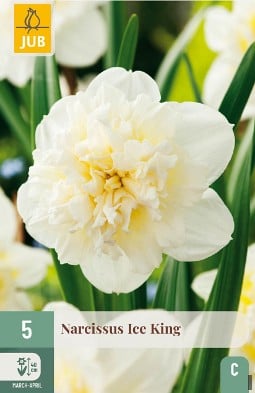 Narcissus Ice King kaufen, clicken für mehr Details Narcissus Ice King