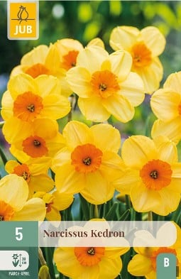 Narcissus Kedron kaufen, clicken für mehr Details Narcissus Kedron