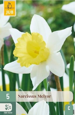 Narcissus Melyor kaufen, clicken für mehr Details Narcissus Melyor