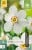 Narcissus Recurvus