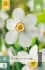 Narcissus Recurvus kaufen