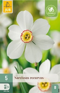 Narcissus Recurvus kaufen, clicken für mehr Details Narcissus Recurvus