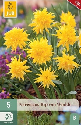 Narcissus Rip van Winkle