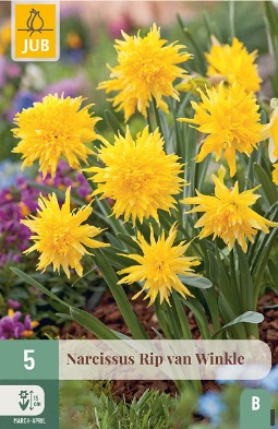 Narcissus Rip van Winkle