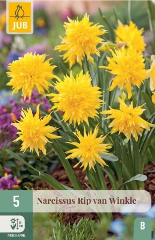 Narcissus Rip van Winkle