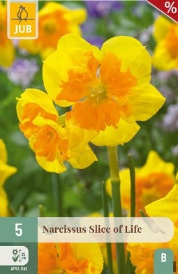 Narcissus Slice of Life