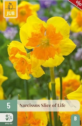 Narcissus Slice of Life