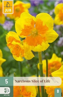 Narcissus Slice of Life