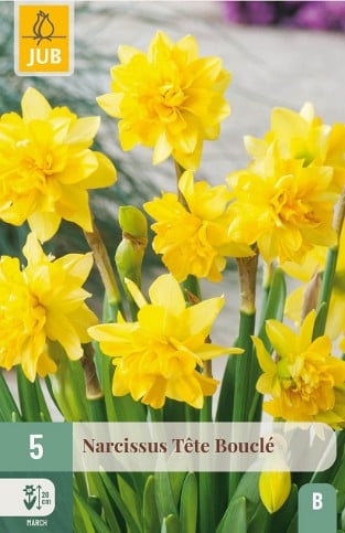 Narcissus Tete Bouclé