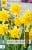 Narcissus Tete Bouclé