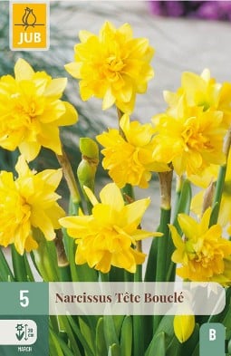 Narcissus Tete Bouclé kaufen, clicken für mehr Details Narcissus Tete Bouclé