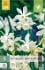 Narcissus Triandrus Thalia kaufen