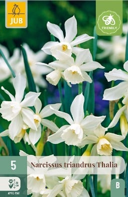 Narcissus Triandrus Thalia kaufen, clicken für mehr Details Narcissus Triandrus Thalia