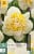 Narcissus Westward