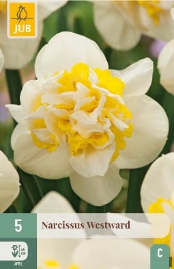 Narcissus Westward kaufen, clicken für mehr Details Narcissus Westward