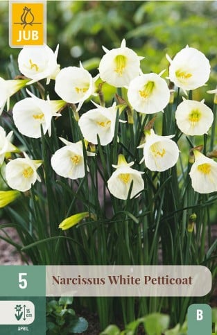 Narcissus White Petticoat