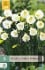 Narcissus White Petticoat kaufen