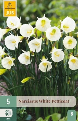 Narcissus White Petticoat kaufen, clicken für mehr Details Narcissus White Petticoat
