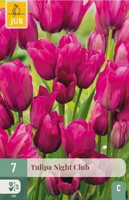 Night Club kaufen, click for more details Night Club