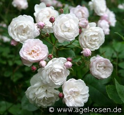 Champneys' Pink Cluster