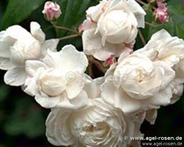 Rose ‘Aimée Vibert‘ (wurzelnackte Rose)