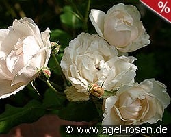 Mme. Alfred Carrière kaufen, clicken für mehr Details Mme. Alfred Carrière