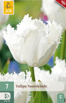 Noordeinde