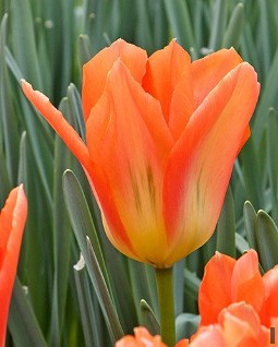 Orange Emperor