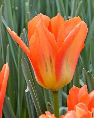 Orange Emperor