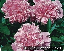 Edel-Pfingstrose kaufen, click for more details Edel-Pfingstrose