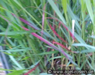 Rutenhirse 'Squaw'