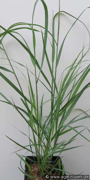 Rutenhirse 'Squaw'