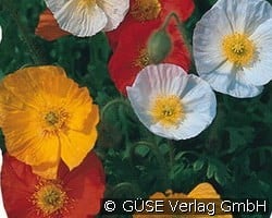 Island-Mohn kaufen, click for more details Island-Mohn