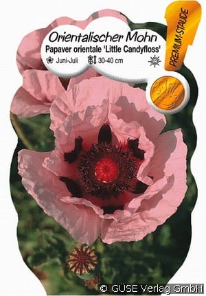 Türkenmohn