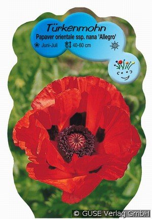 Türkenmohn