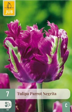 Parrot Negrita kaufen, click for more details Parrot Negrita