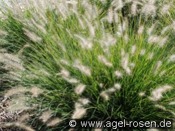 Lampenputzergras 'Hameln' (Pennisetum alopecuroides)